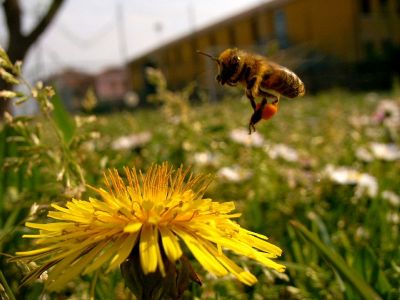 Clicca per immagine full size