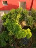 Nome del file : A5303581+.jpg
Dimensione file : 909KB
Dimensioni : 900x1200
Aggiunta il : 14 Giu 2015 A5303581+.jpg