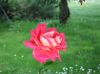 Rosa della Rosa.JPG