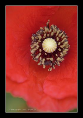 Clicca per immagine full size