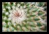 macro5.jpg