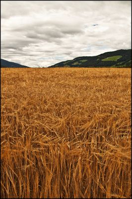 Clicca per immagine full size
