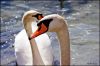 Nome del file : cigno 2.jpg
Dimensione file : 404KB
Dimensioni : 900x600
Aggiunta il : 26 Ago 2009 cigno 2.jpg