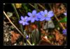 Nome del file : fiori blu.jpg
Dimensione file : 319KB
Dimensioni : 992x695
Aggiunta il : 05 Apr 2009 fiori blu.jpg