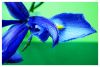iris~0.jpg
