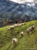 _DSC5853 Sheep are in the meadow.jpg