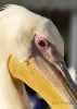 Nome del file : _DSC6235pelican corr 5x7email.jpg
Dimensione file : 986KB
Dimensioni : 786x1100
Aggiunta il : 27 Nov 2008 _DSC6235pelican corr 5x7email.jpg