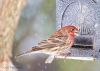 Nome del file : cardinal el grandangolo.jpg
Dimensione file : 112KB
Dimensioni : 1000x714
Aggiunta il : 01 Gen 2010 cardinal el grandangolo.jpg