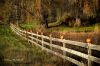 pumpkins on fence email.jpg