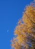 100_0337 a.jpg