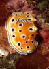 Foto 09 ok Chromodoris gemella copy.jpg